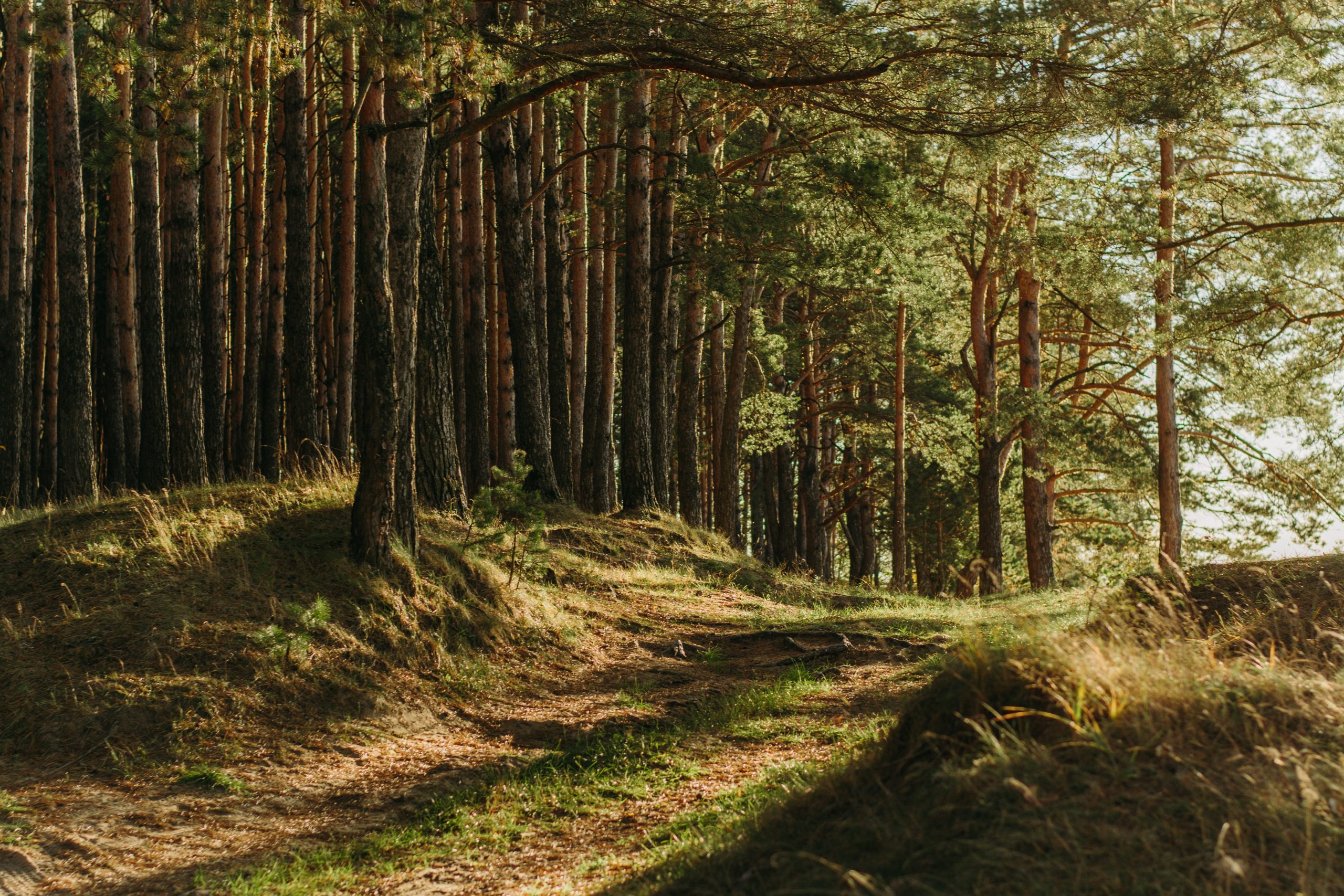 Forest of Dean Gloucestershire