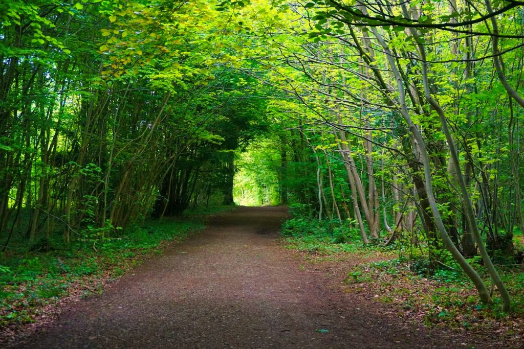 forest path bristol