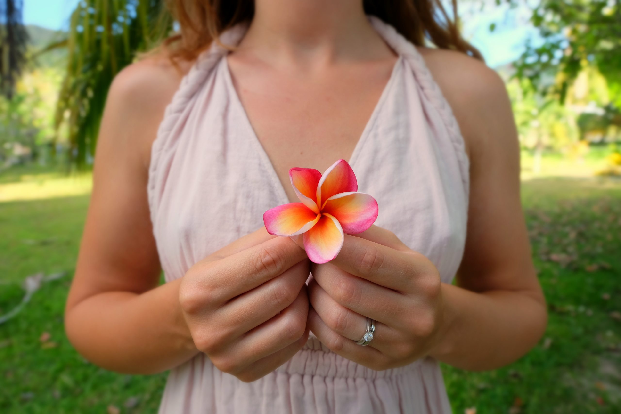 Frangipani Flower You Could Travel Seychelles