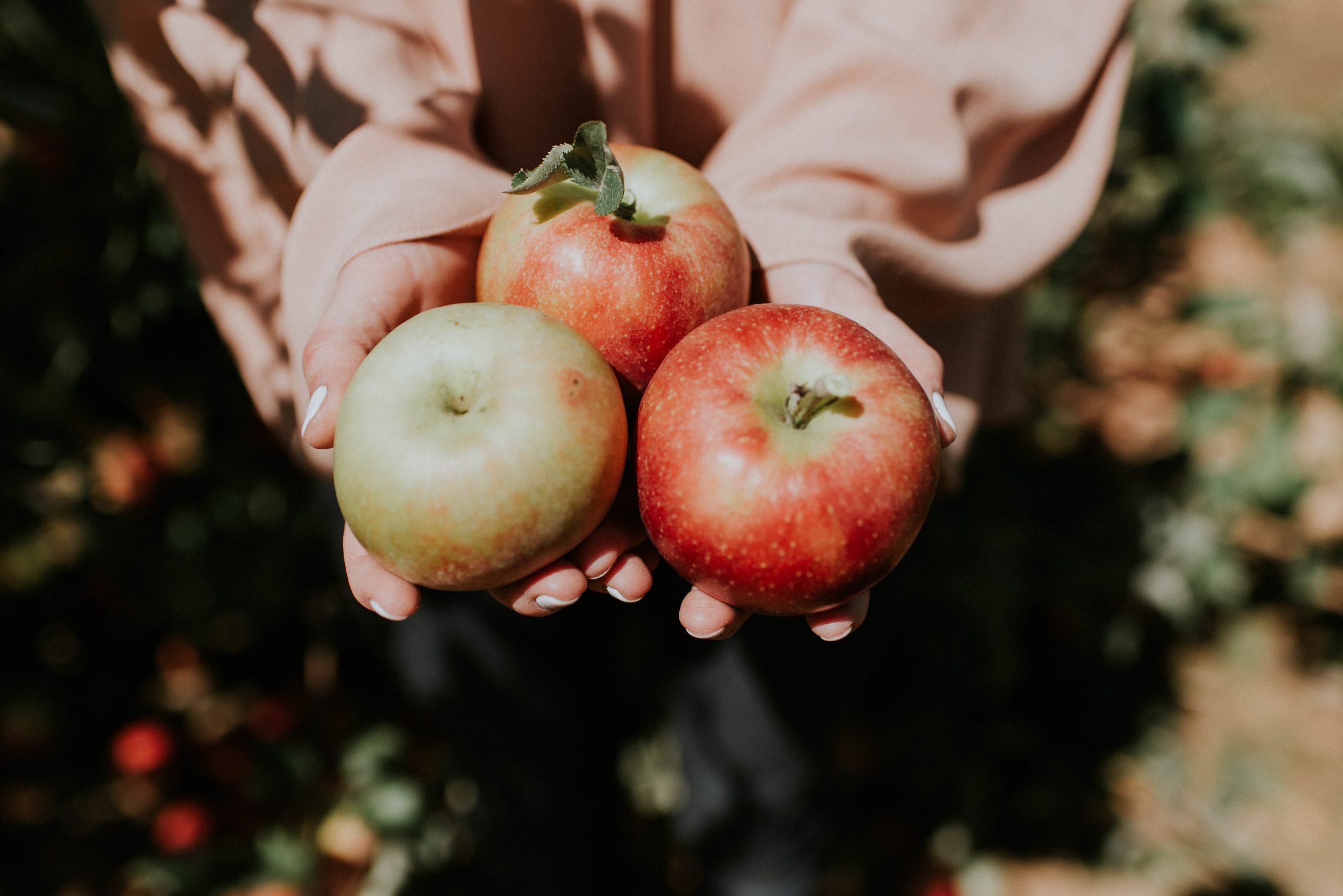 Fruit picking in Essex