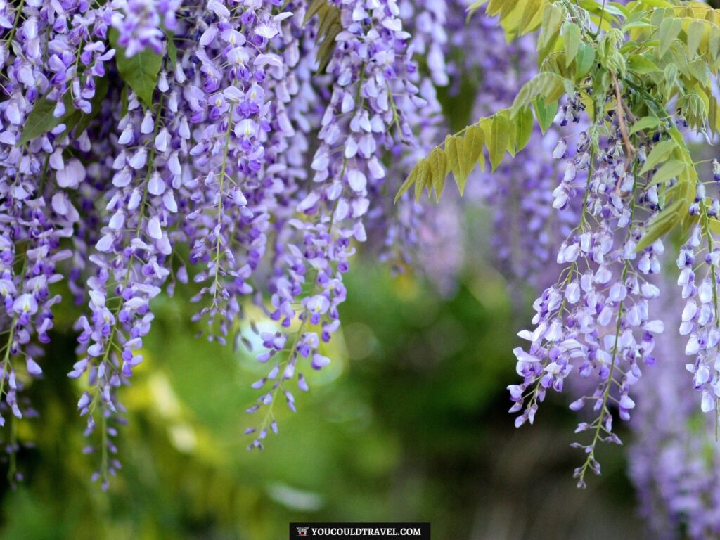 Beautiful wisteria flowers which can be seen during the Fuji Matsuri in Tokyo