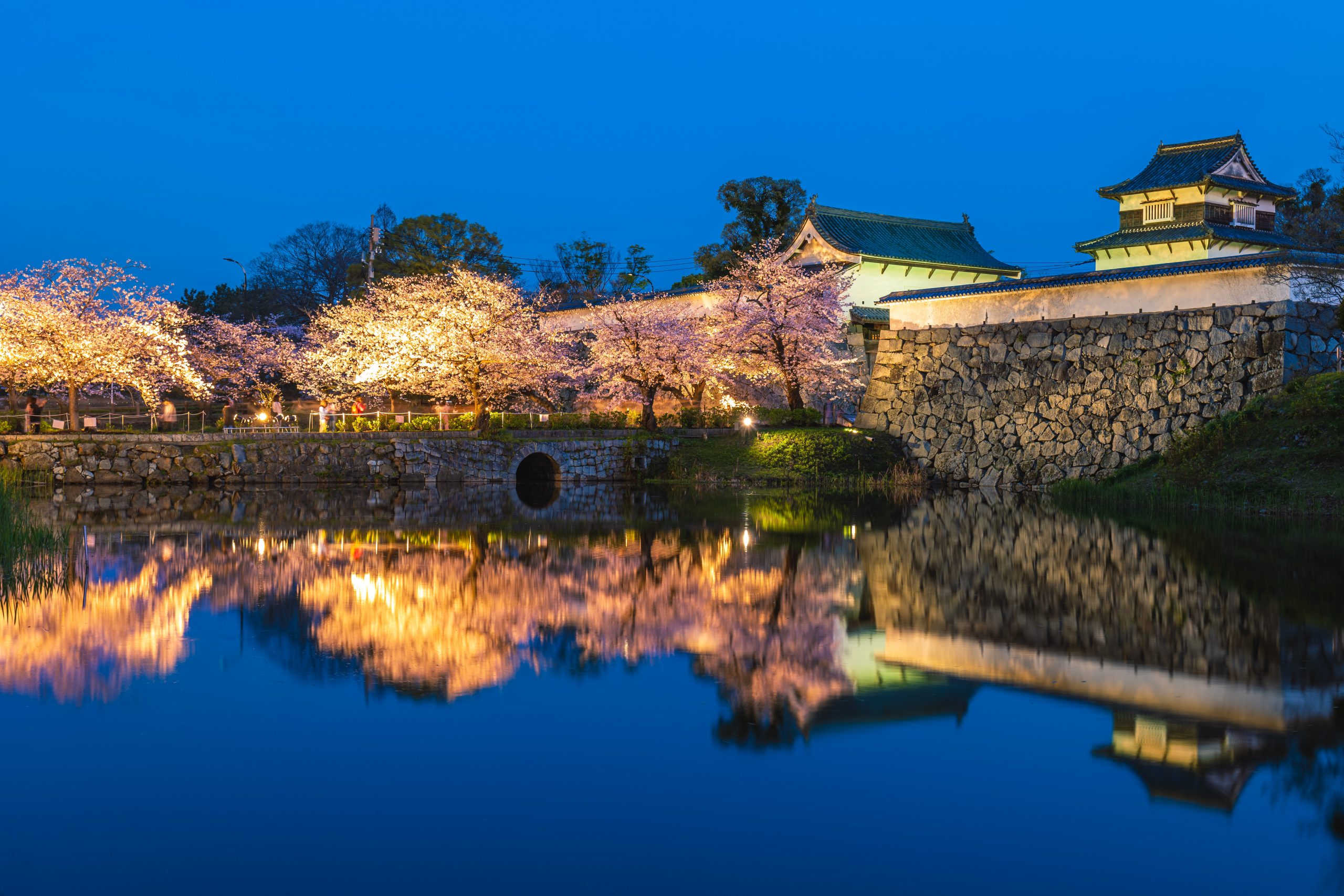 Fukuoka castle ruins with cherry blossoms
