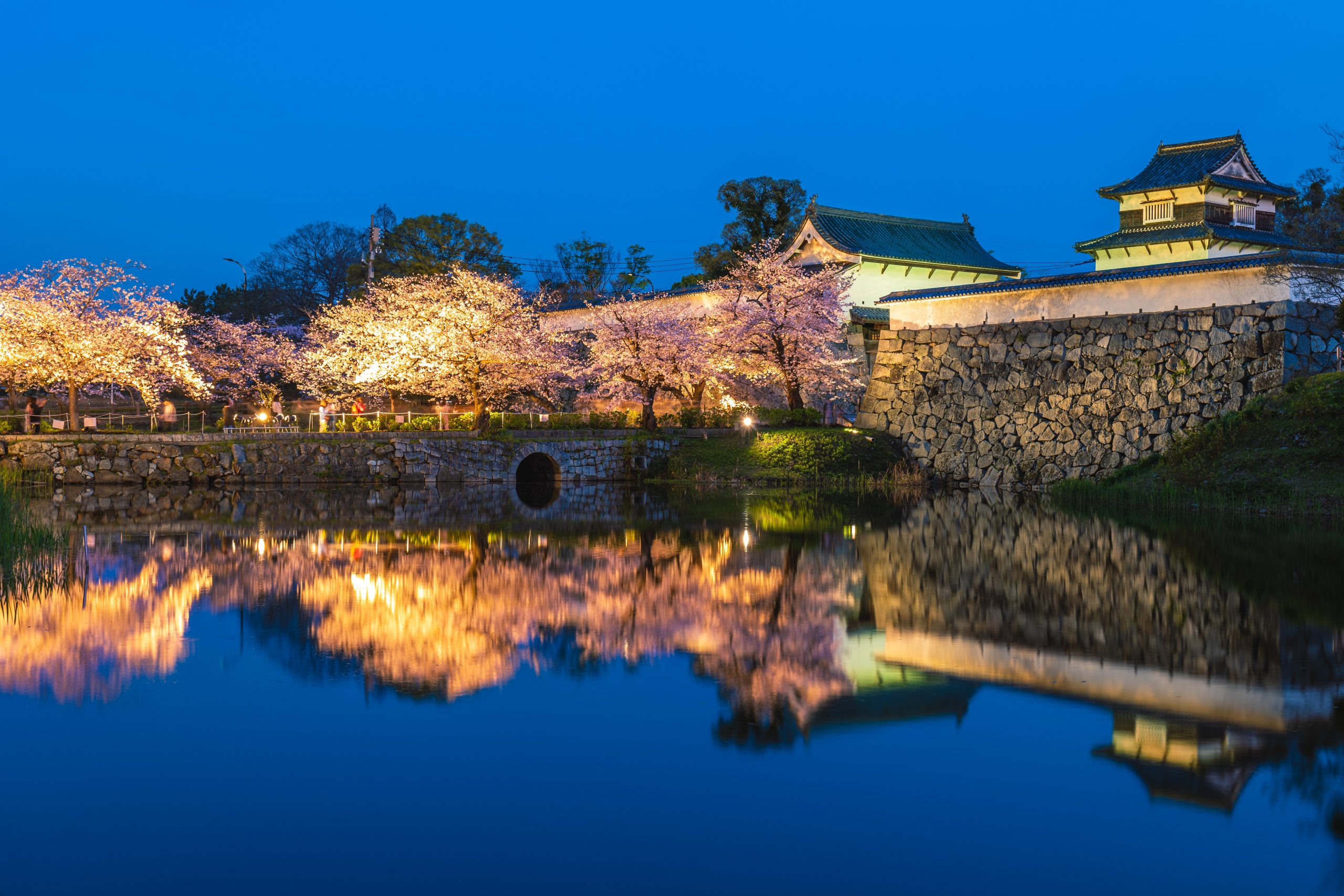 Fukuoka castle ruins with cherry blossoms Fukuoka castle ruins with cherry blossoms