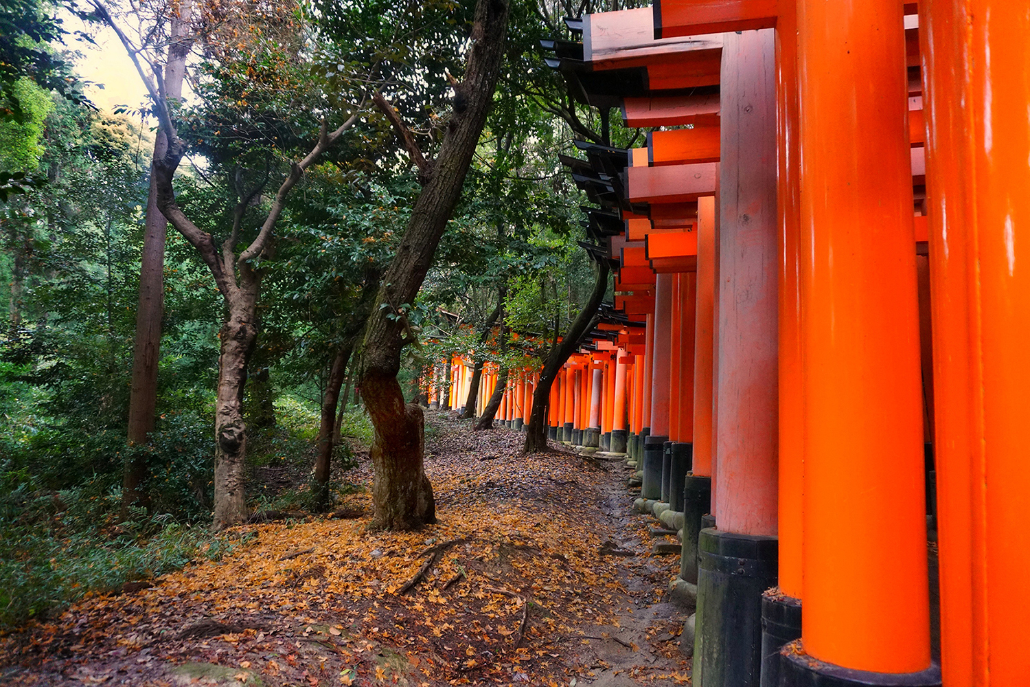 Fushimi Inari Taisha Side Torii