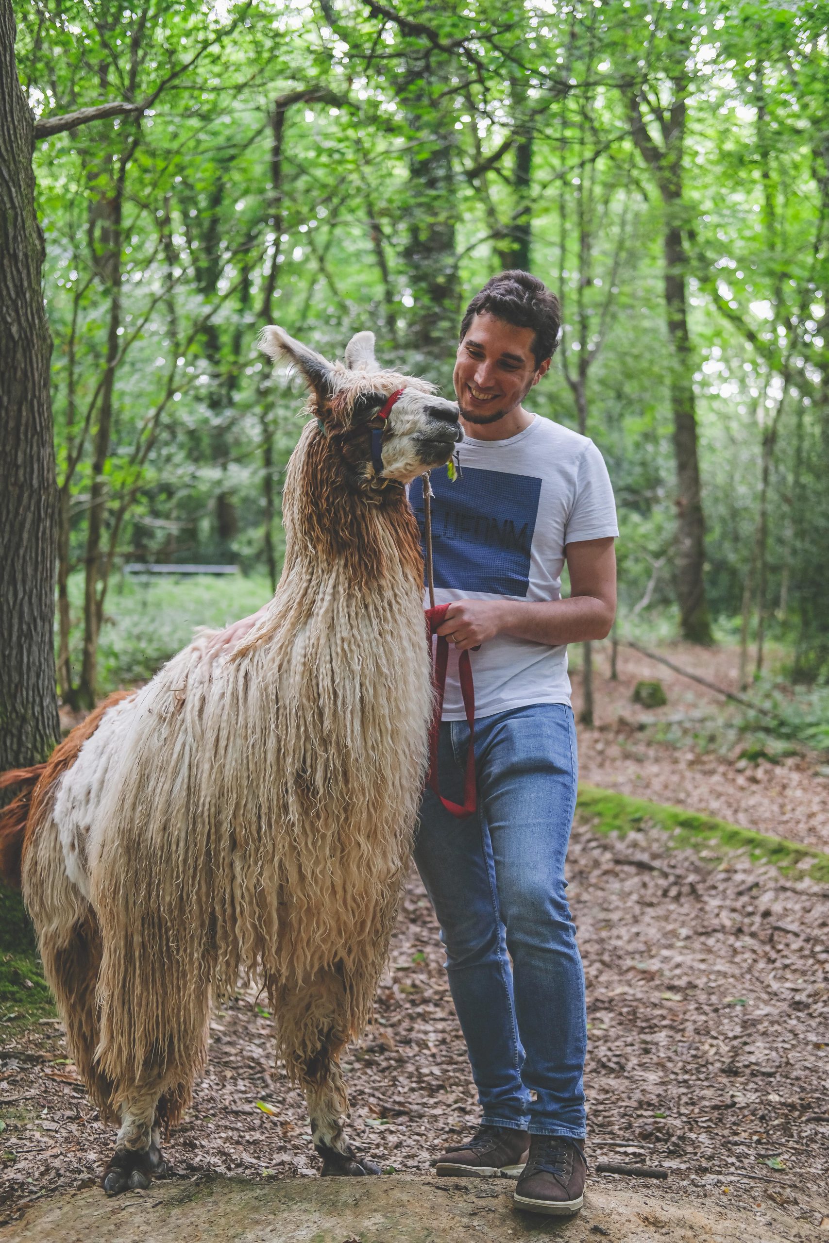 G really happy to take the llama on walk