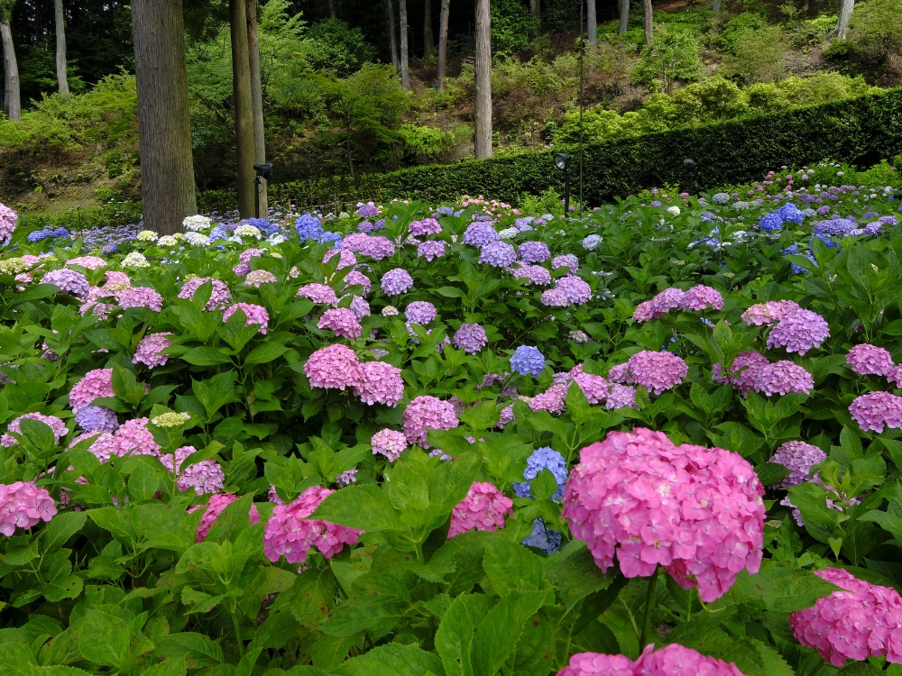 Garden of hydrangeas in the flower temple in Uji Japan