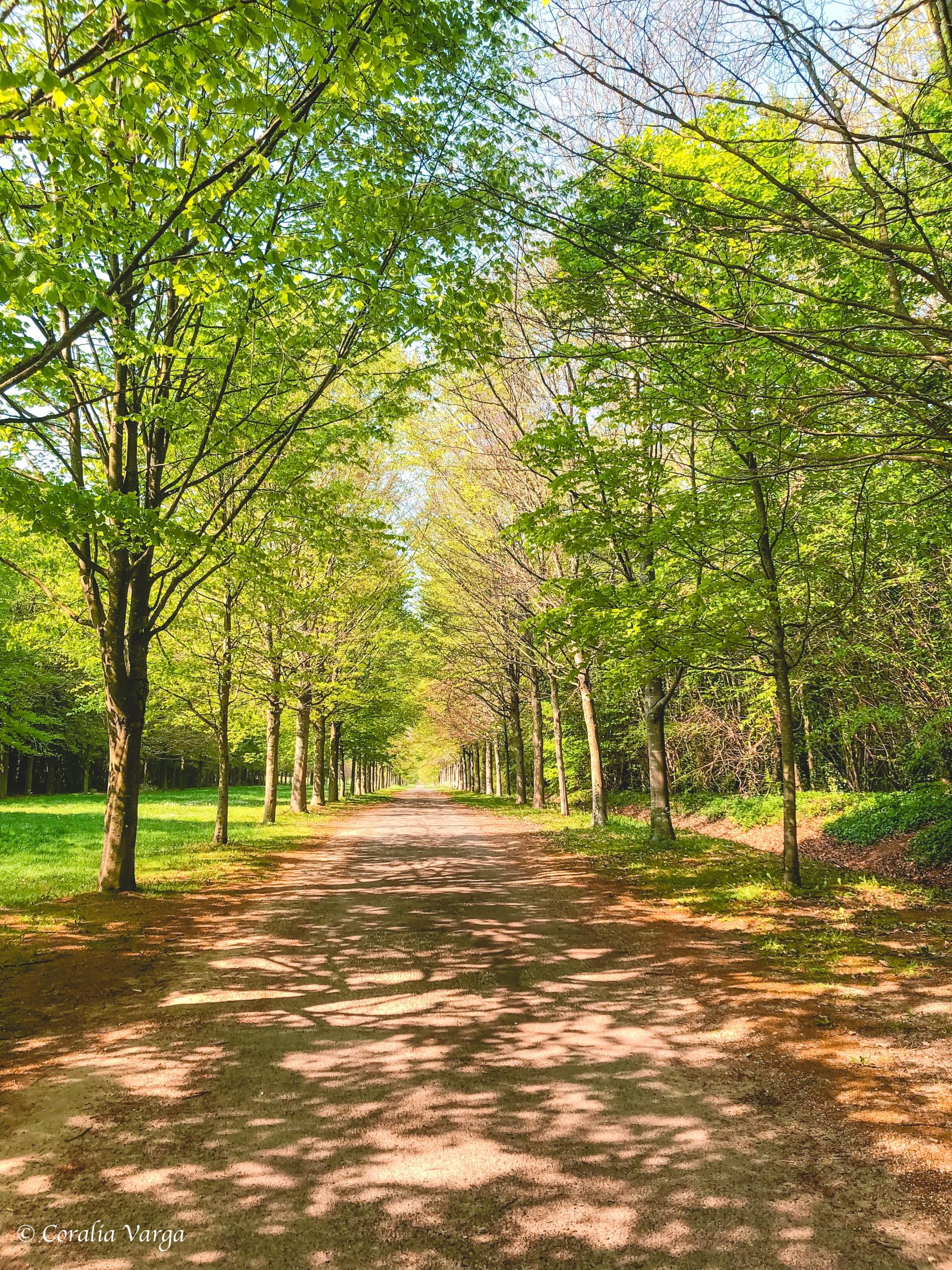 The gardens in the Versailles