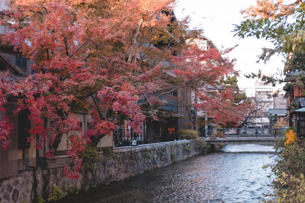 Shirakawa area in Gion district looking beautiful in the autumn