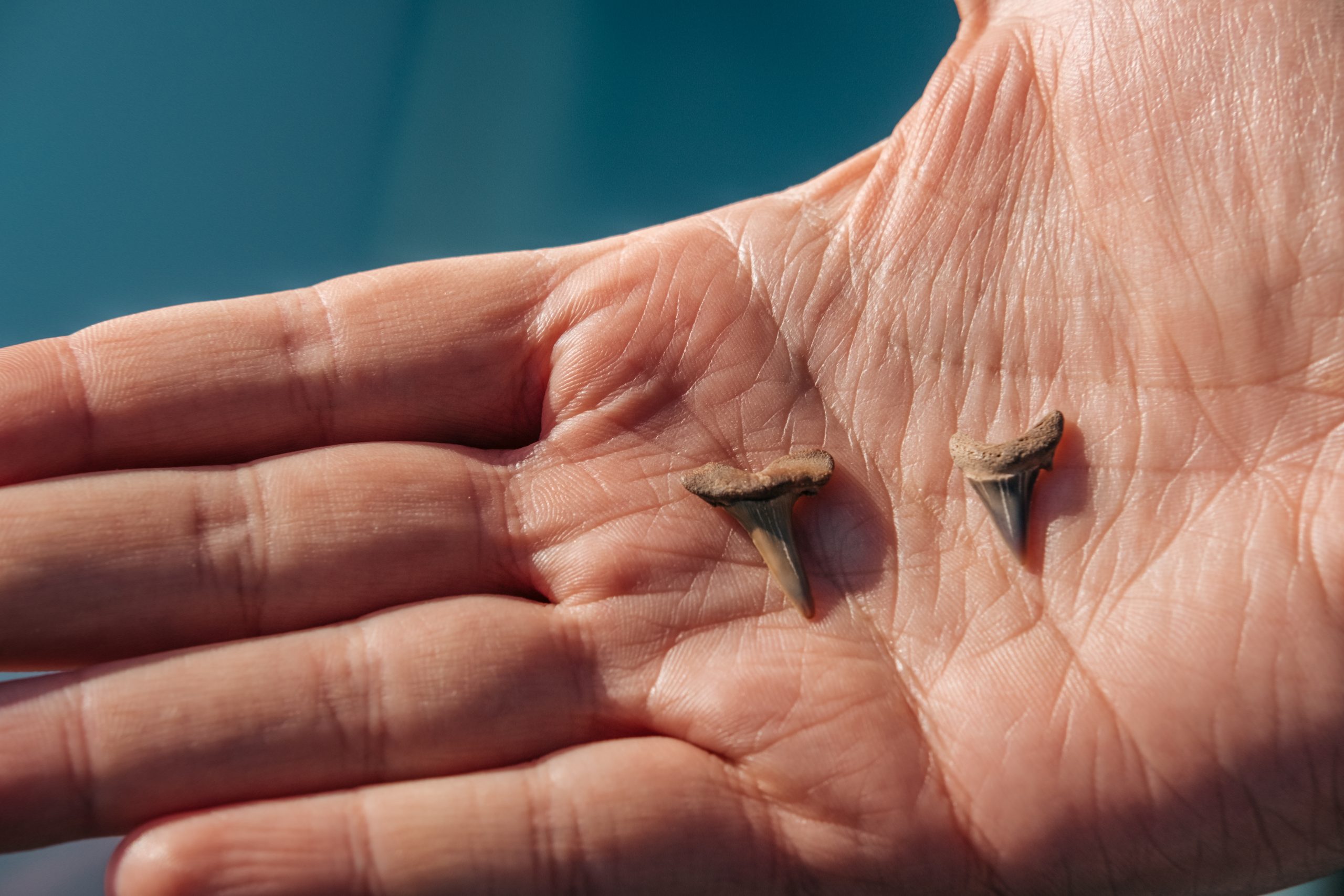Go fossil hunting in Essex and find shark teeth