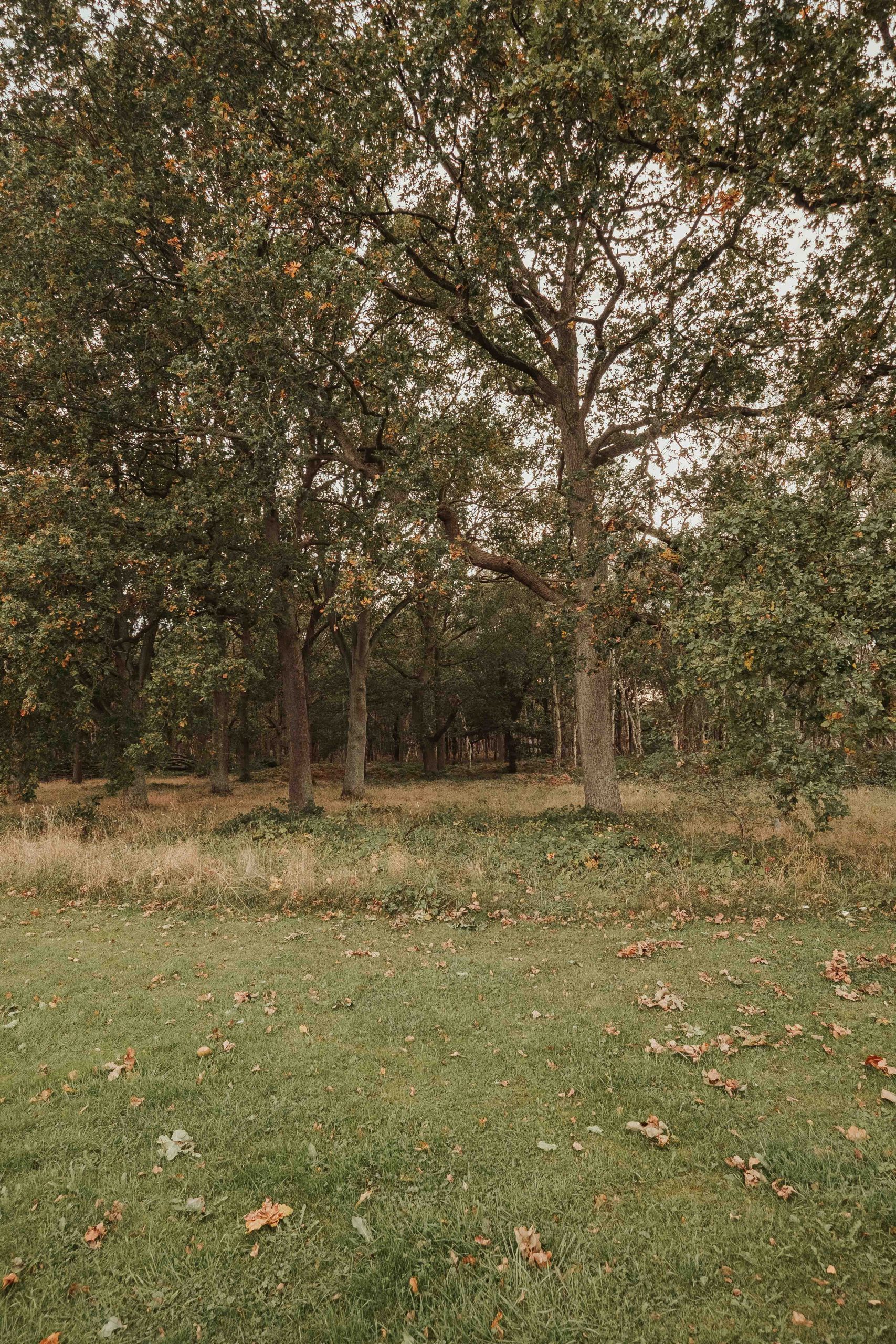 Gorgeous sherwood forest and its trails