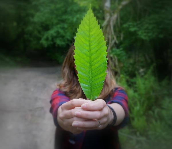 green leaves Bristol