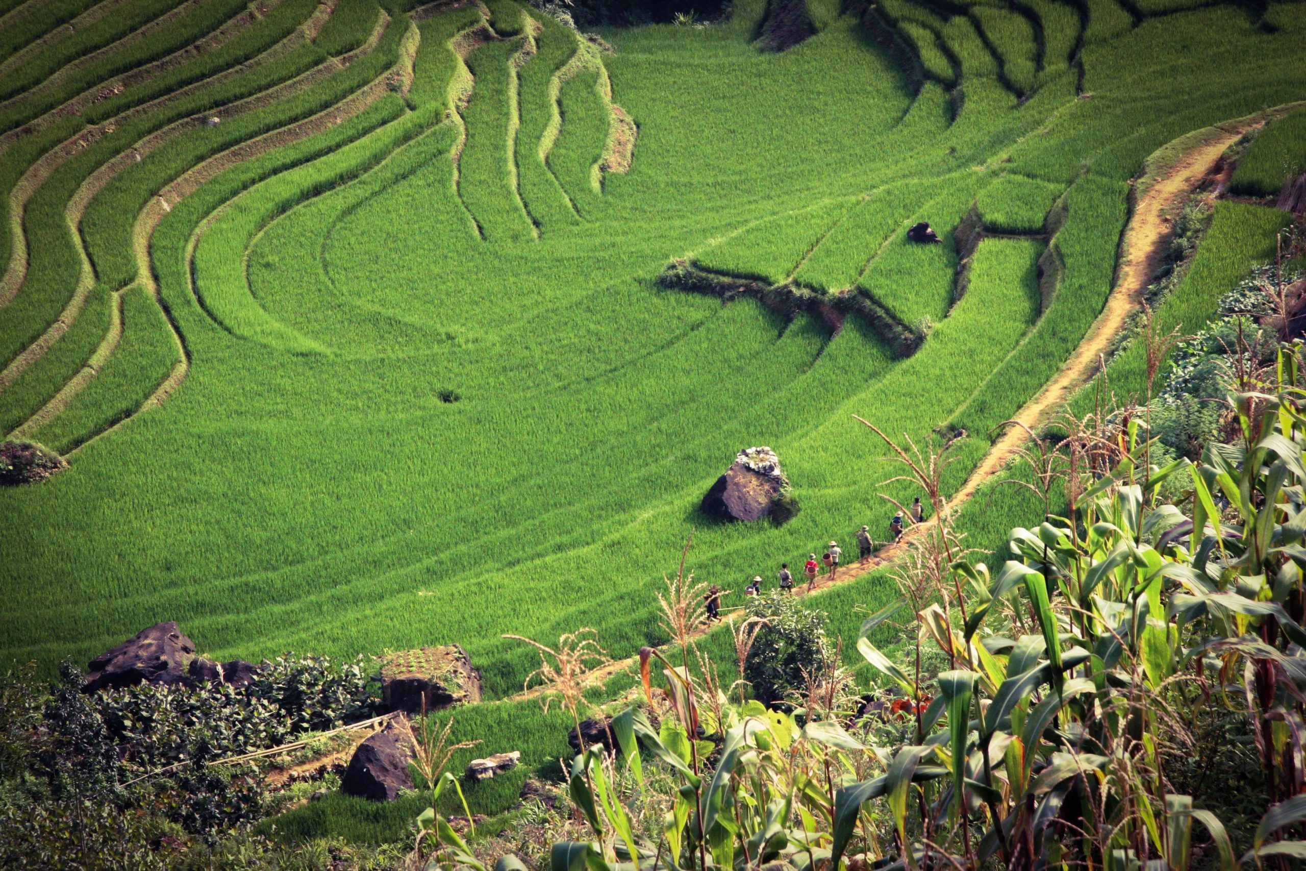 Green rice fields in Vietnam