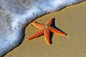 Guide to Mamaia Romania - a beautiful starfish on the beach in Mamaia