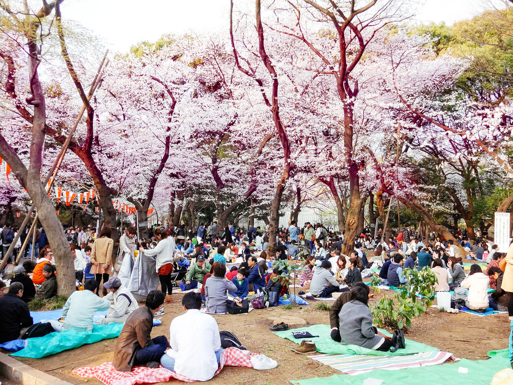 Ueno Park - the famous tsuki no matsu pine tree
