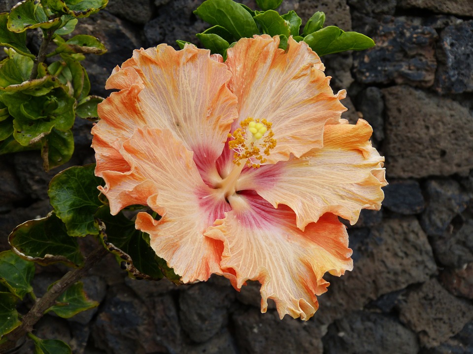 Hibiscus Tenerife Hibiscus Tenerife