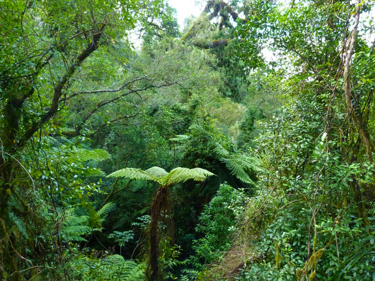 Hokitika Gorge Forest