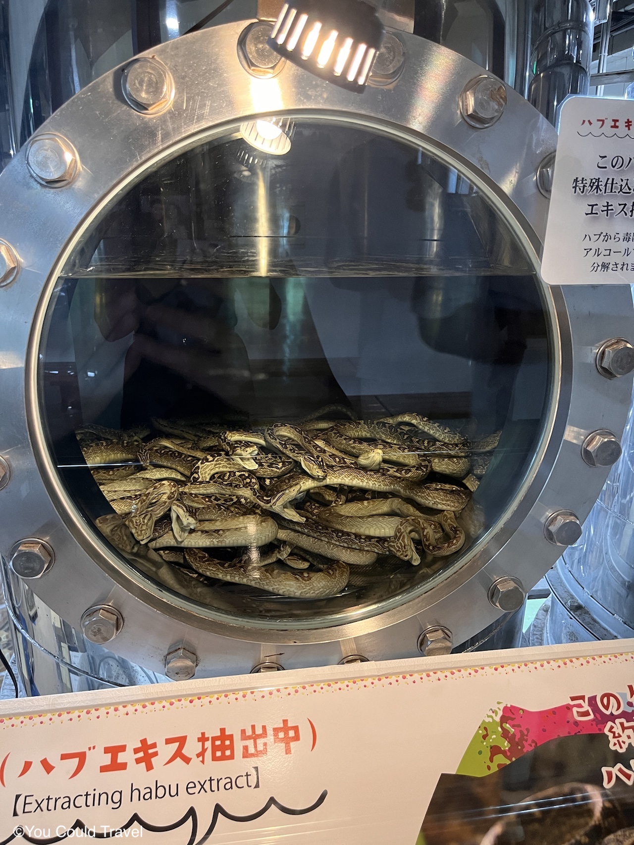 Habu snakes at Okinawa World