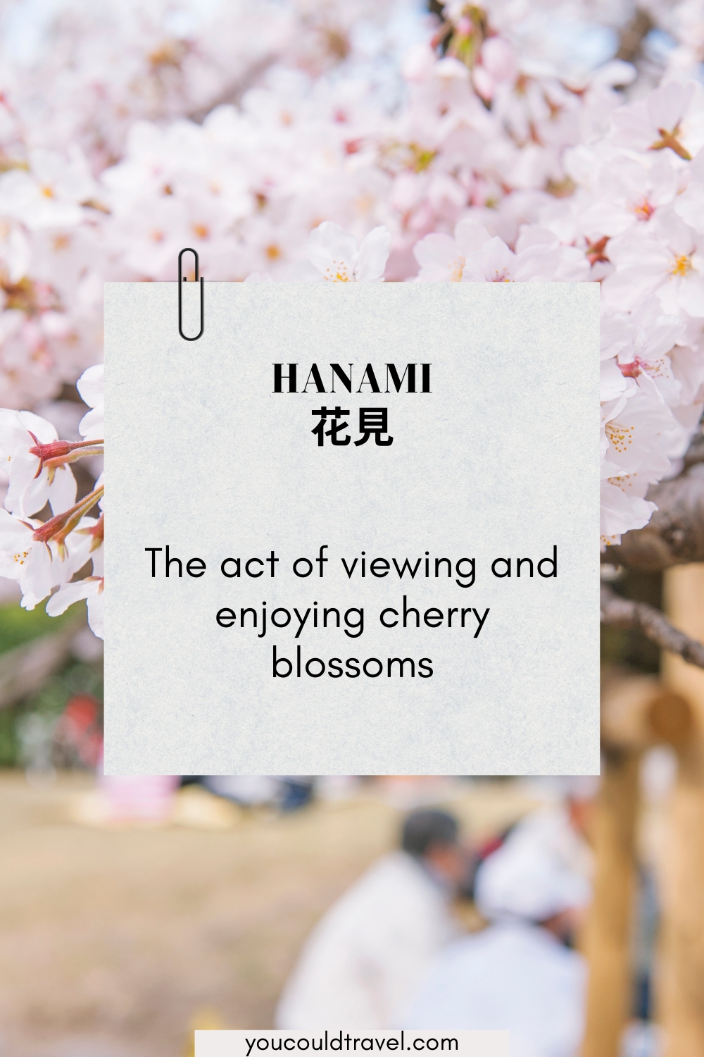 Hanami - the act of viewing and enjoying cherry blossoms