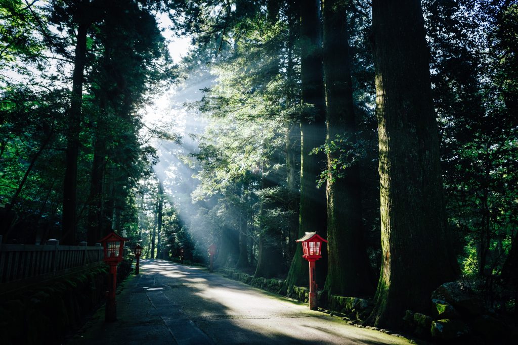 Hiking in Hakone, on the Hakone shrine approach