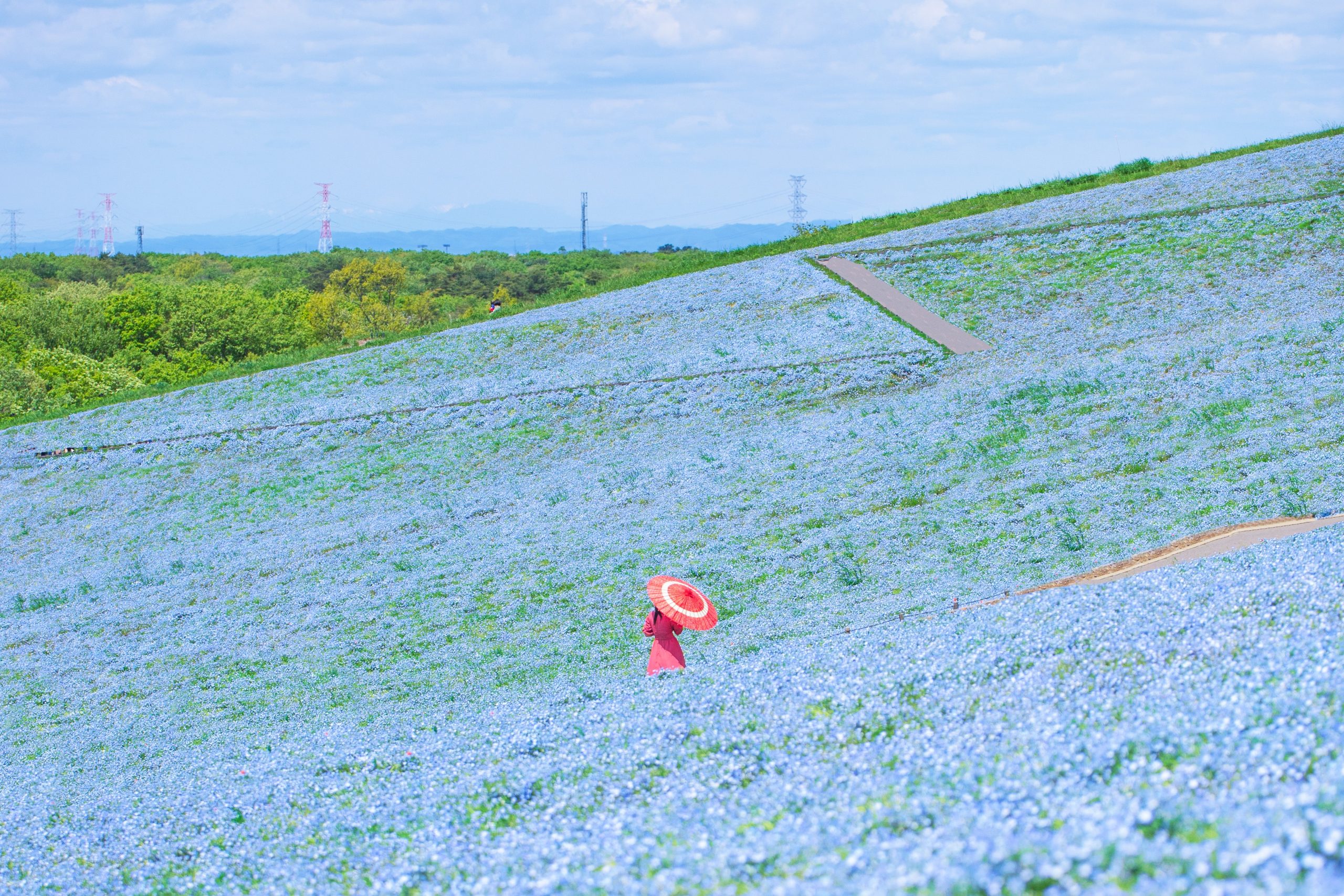 Hitachi seaside park in Japan