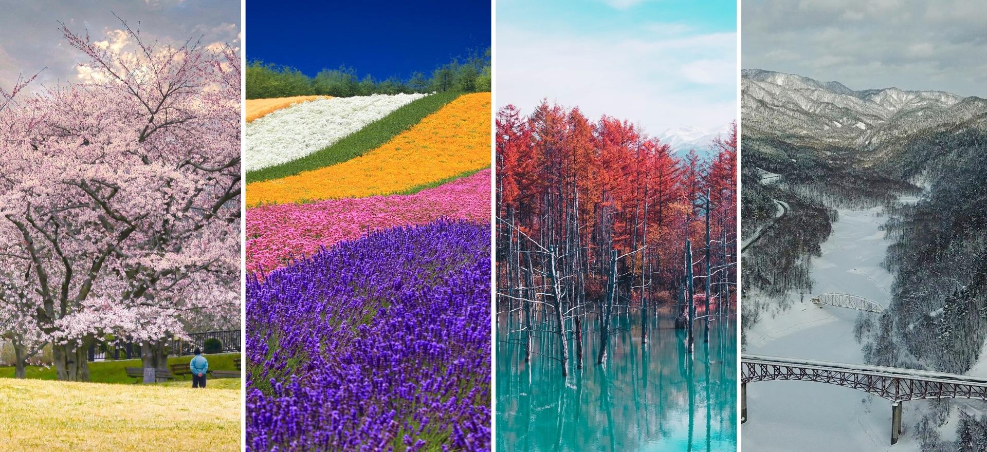 Picture depicting Hokkaido during all four seasons: Hokkaido with cherry blossom, Hokkaido in the summer with field flowers, Hokkaido in autumn with colourful leaves, Hokkaido in winter with heavy snow