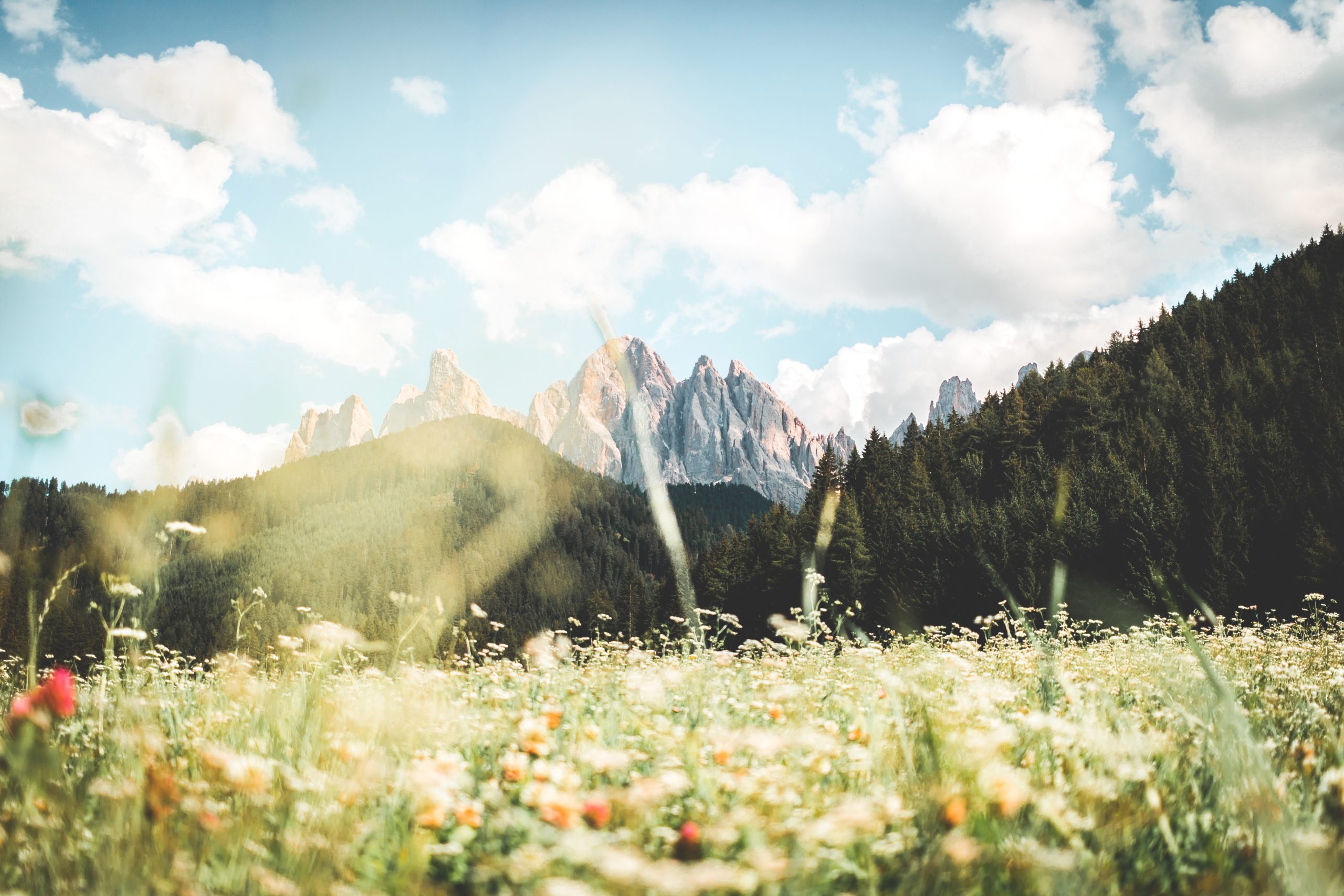 Italy spring wildflowers