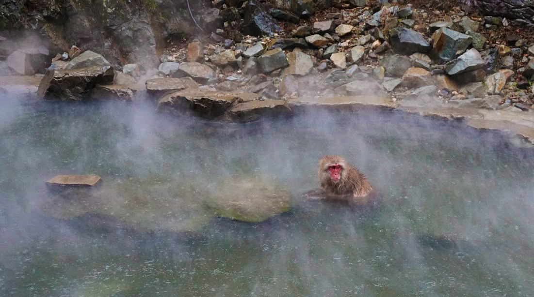 Japanese Macaque Onsen