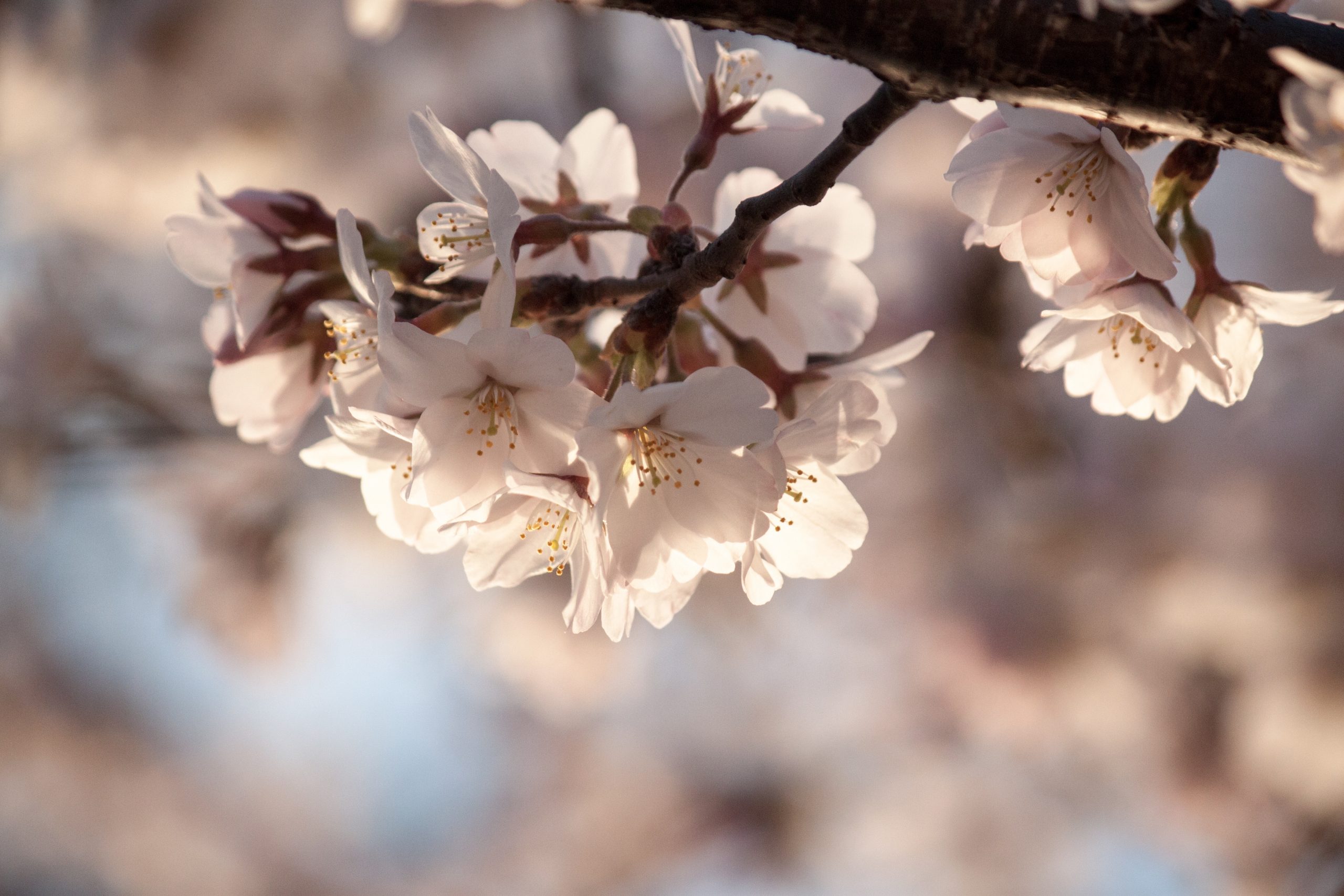 Japan Cherry Blossom Spots
