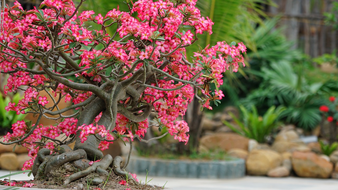 Japanese garden