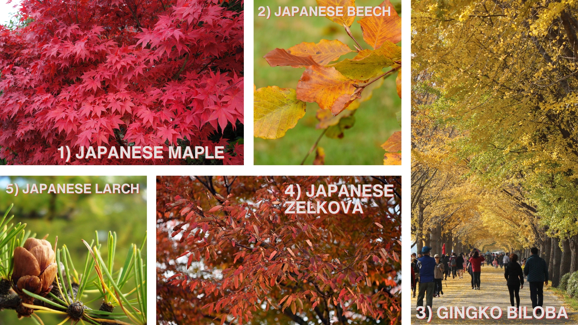 Japanese Trees with Autumn Colours Japanese Trees with Autumn Colours