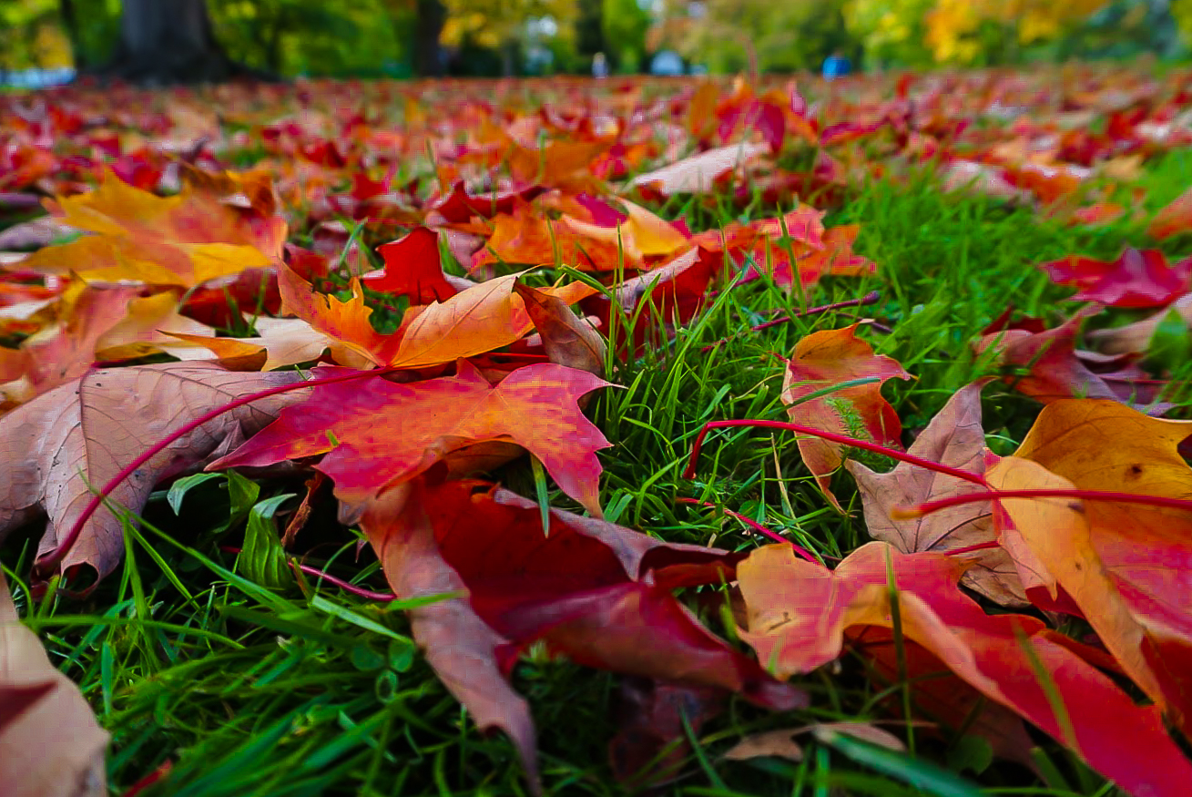 Kew Garden Autumn Leaves Carpet