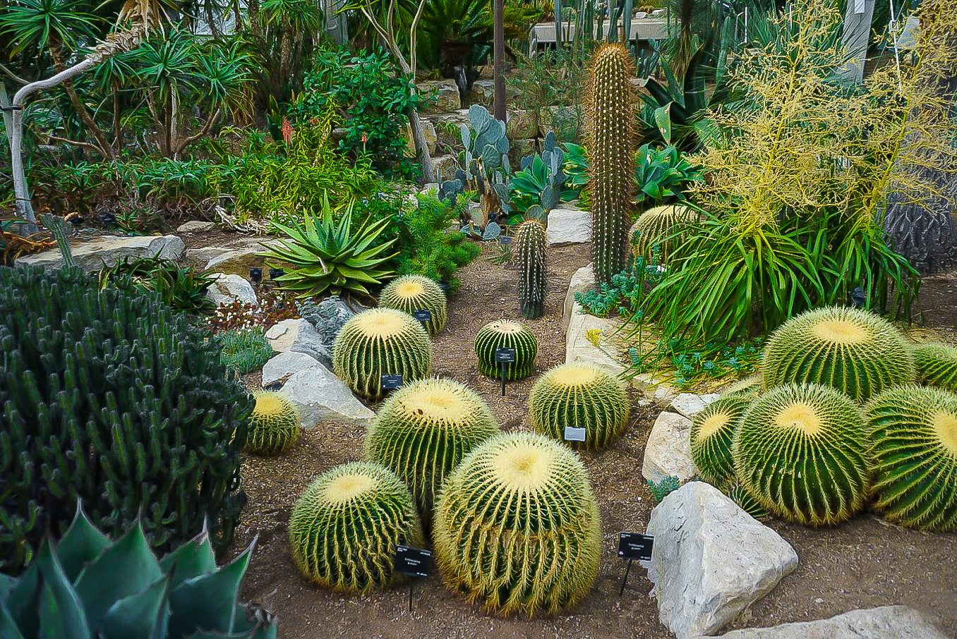 Kew Garden Cactus Area