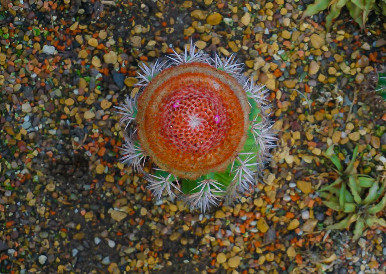 Kew Garden Cactus Plant