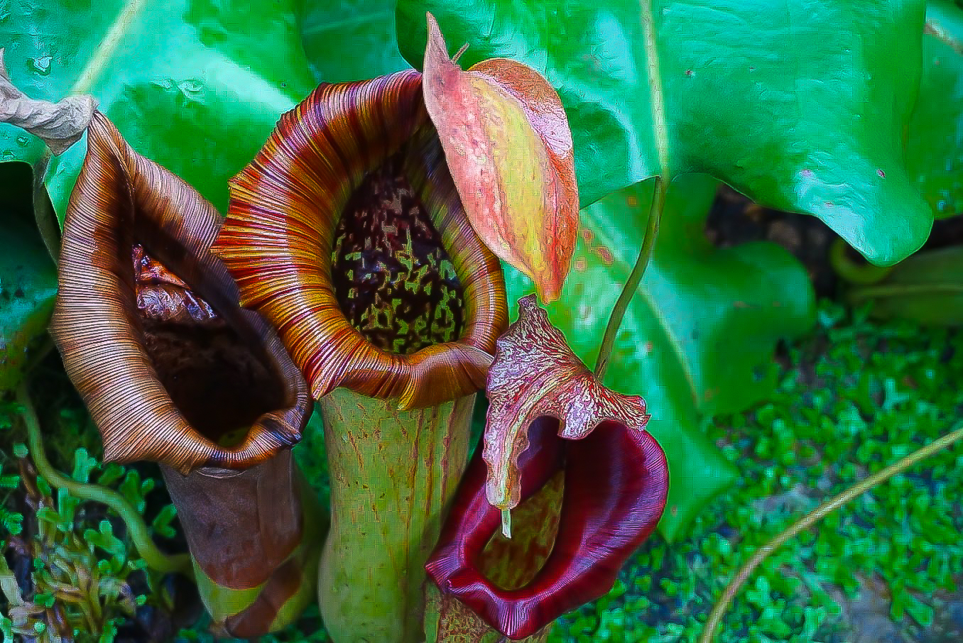 Kew Garden Carnivorous Plant