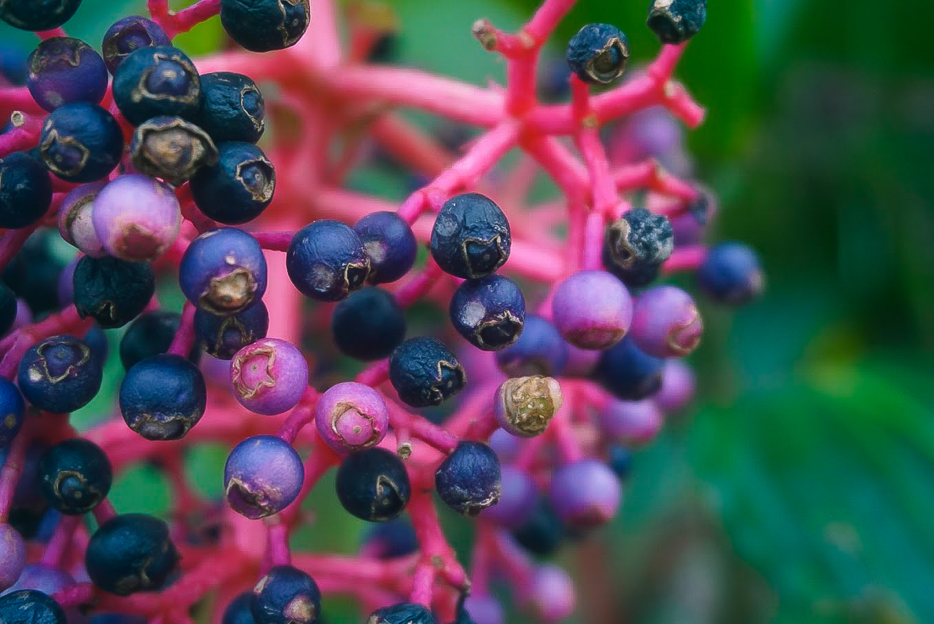 Kew Garden Flower Plant