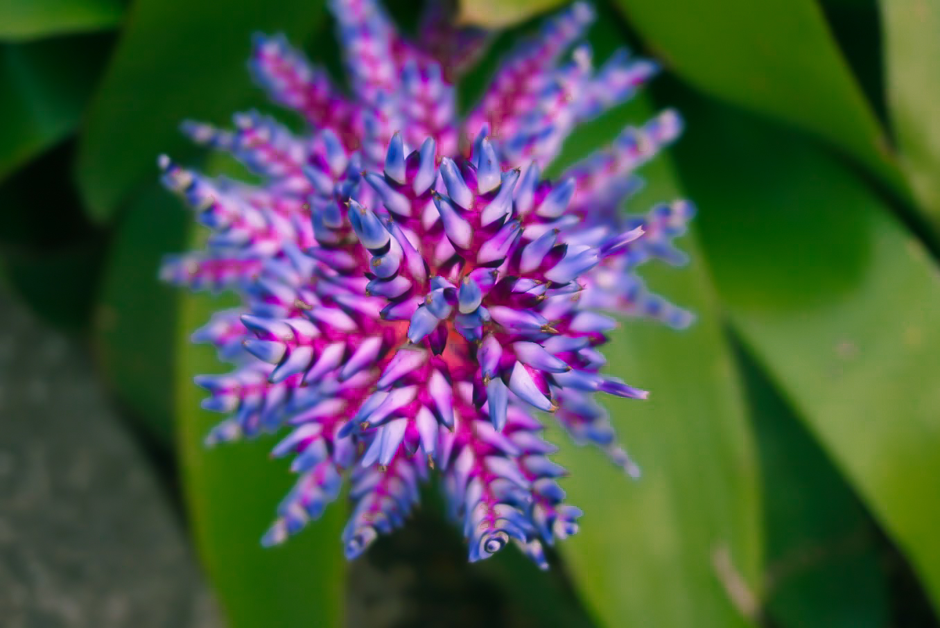 Kew Garden Purple Flower