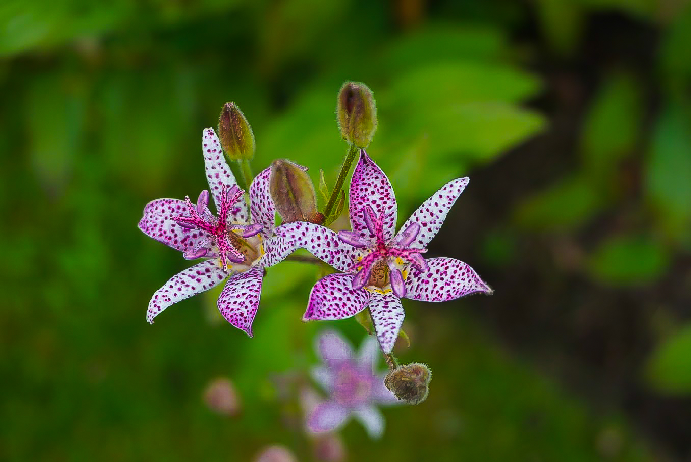 Kew Garden Special Plants