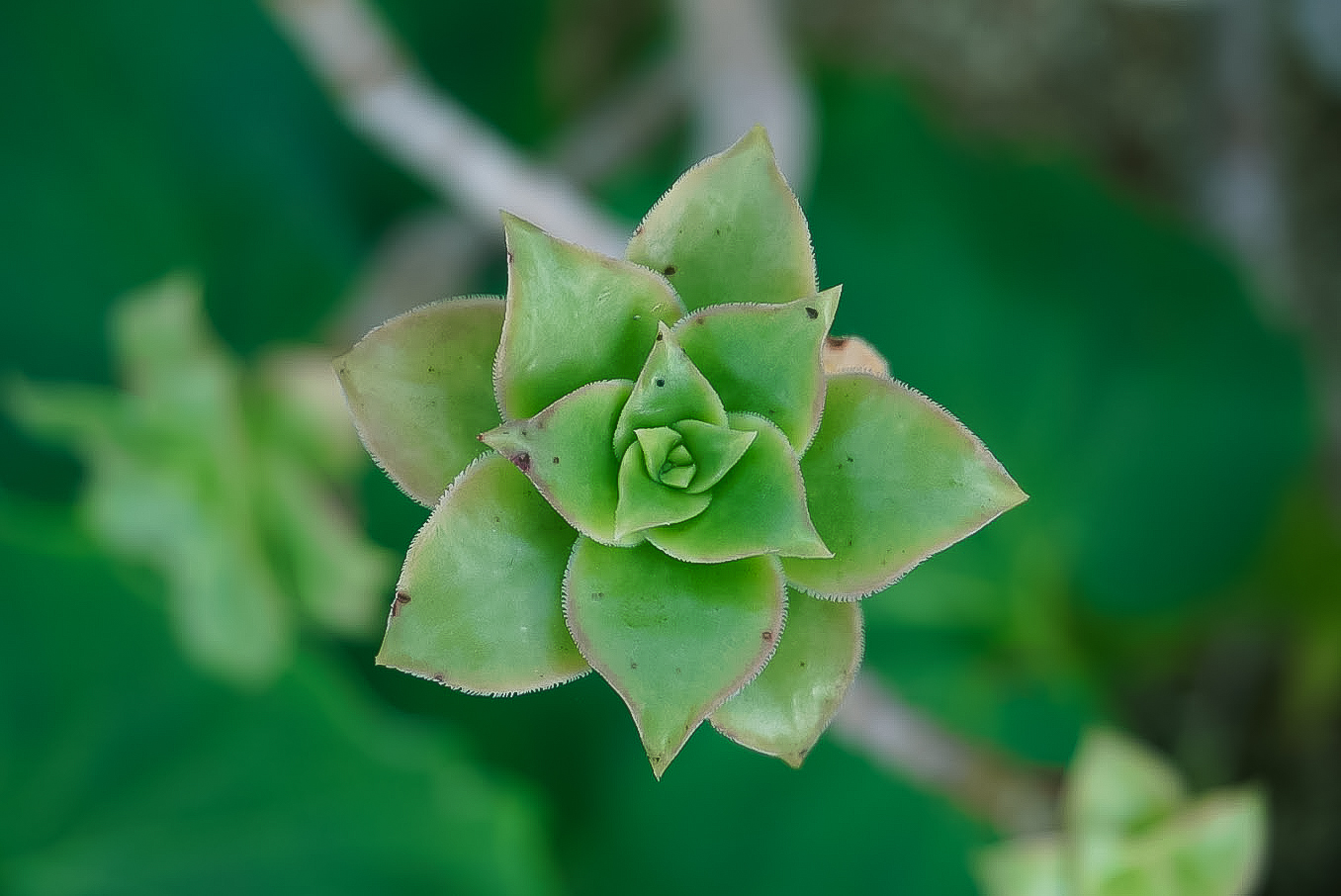 Kew Garden Succulent Plant