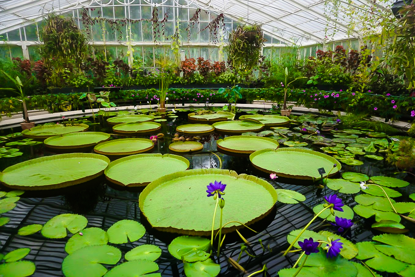 Kew Garden Waterlily House