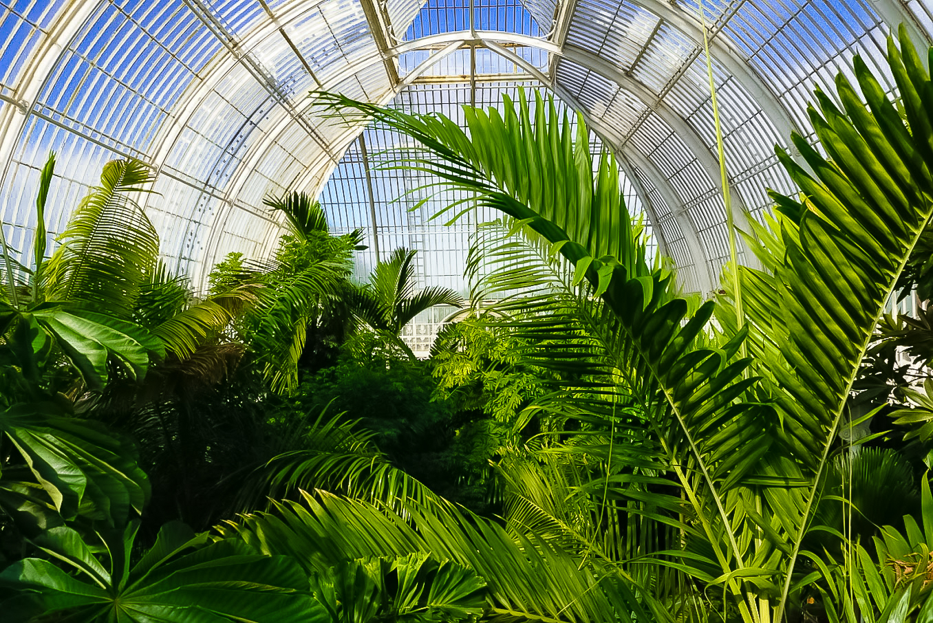 Kew Gardens Palm House Inside