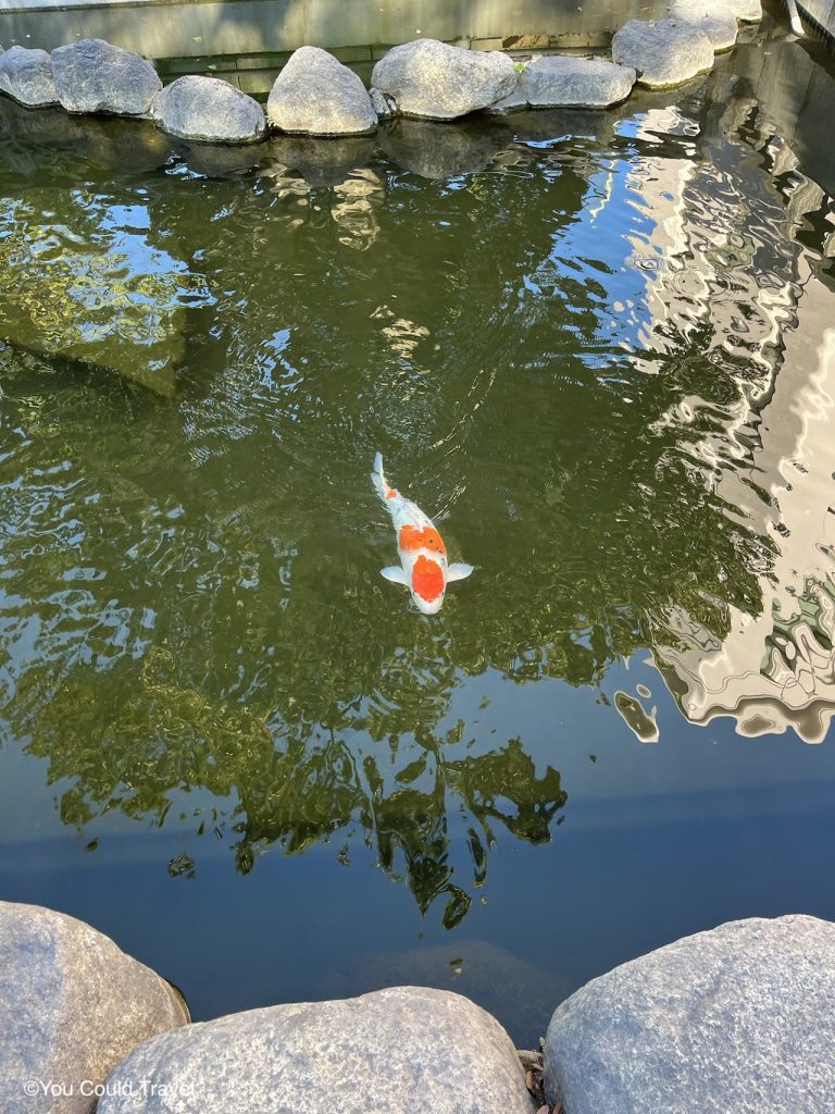 Koi fish in water in Kagoshima city