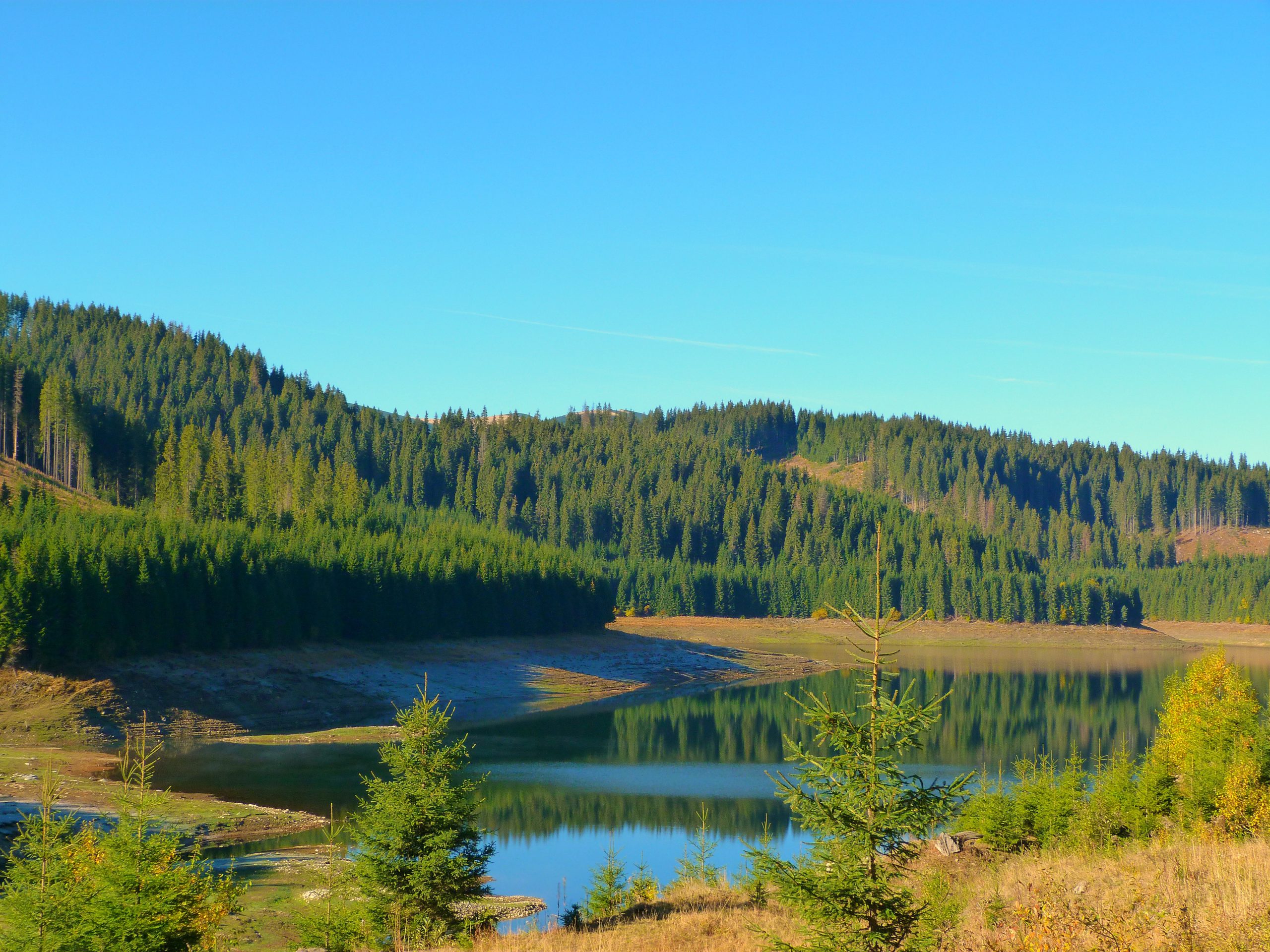 Lake Forest Transalpina