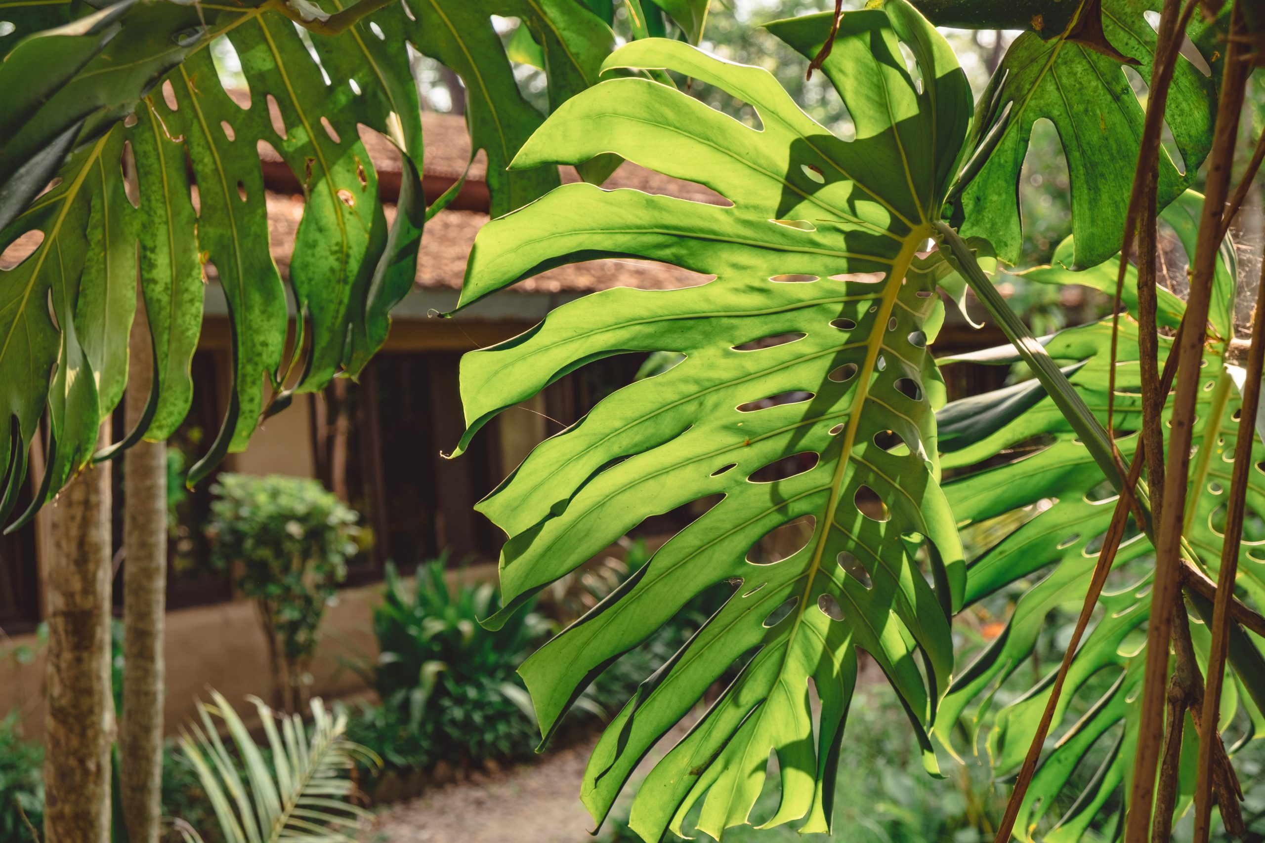 Leafy greens in the jungle in Chitwan