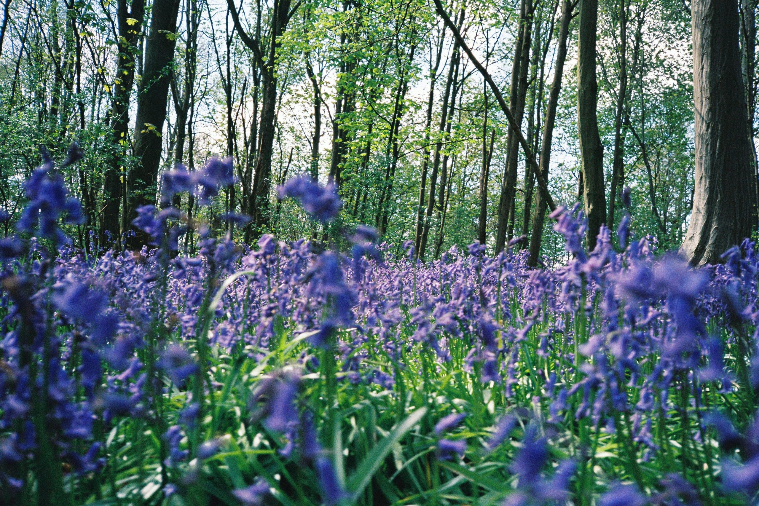 Ledbury is really beautiful - Hertforshire nature Ledbury is really beautiful - Hertforshire nature
