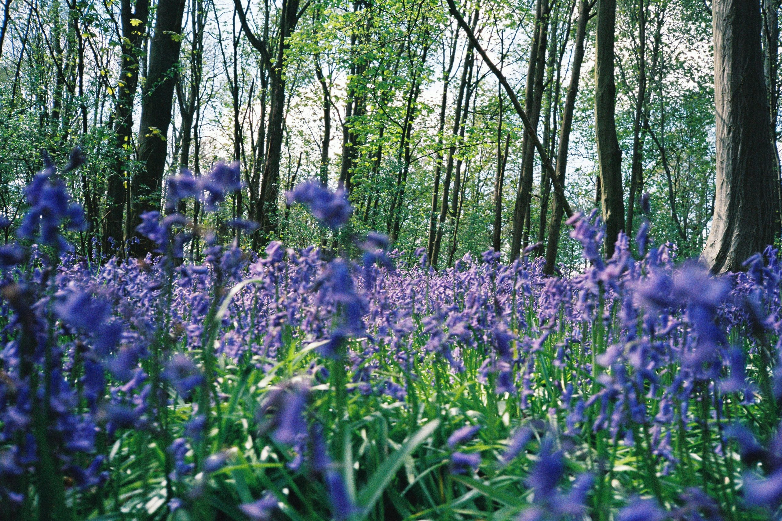 Ledbury is really beautiful - Hertforshire nature