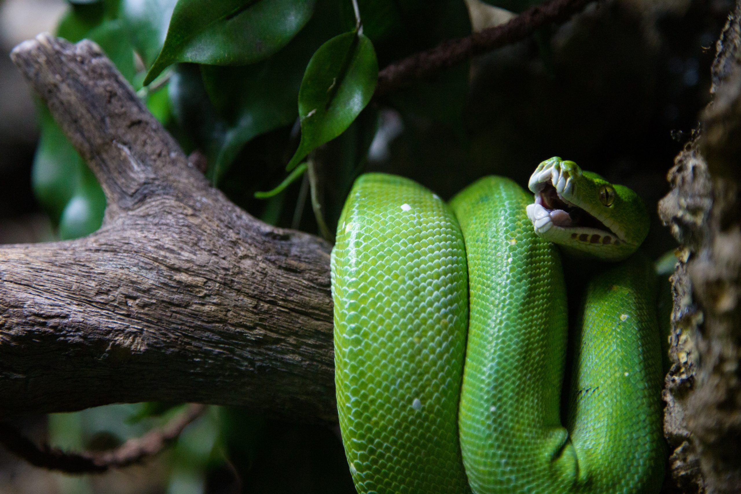 Snake at the London Aquarium Snake at the London Aquarium