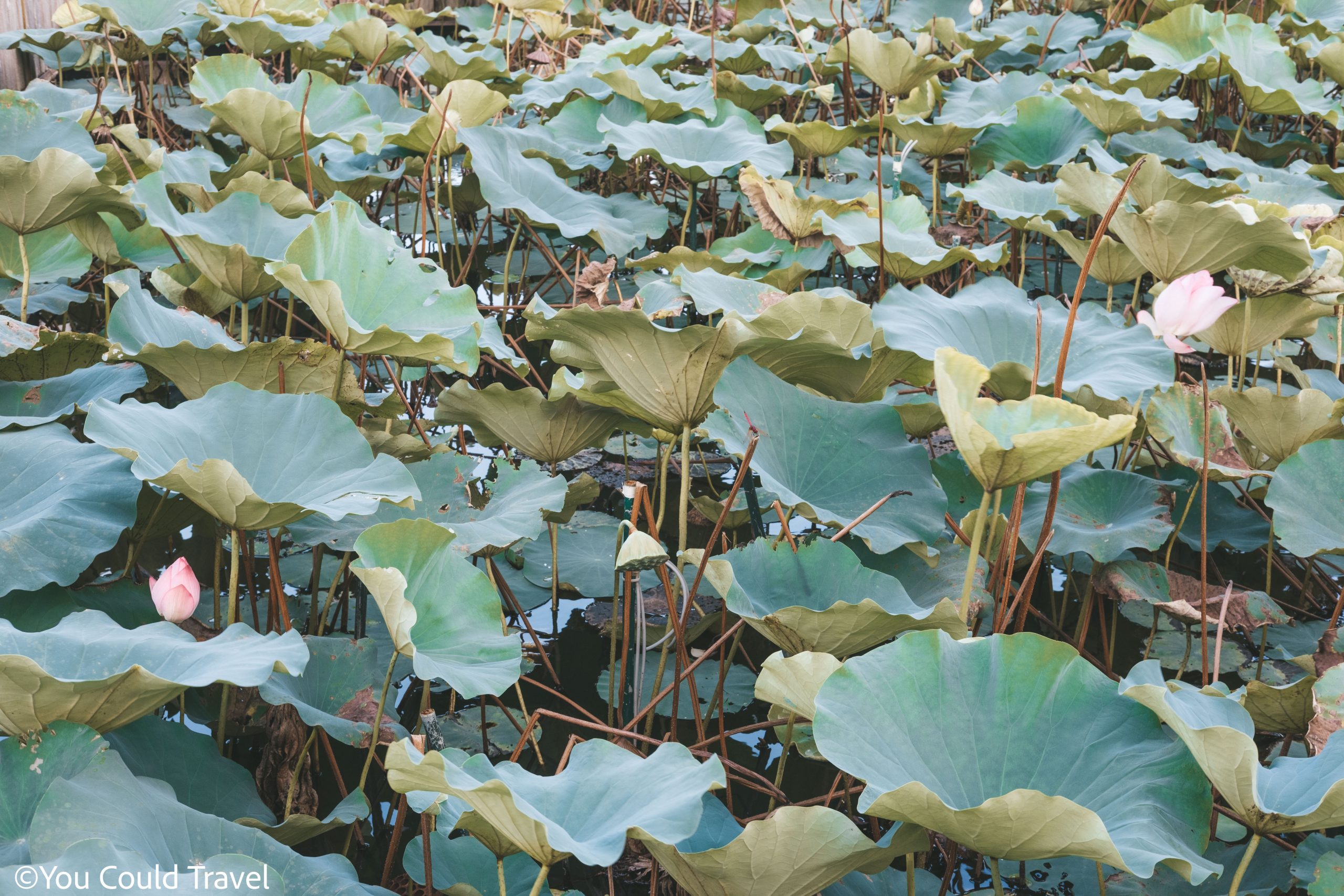 Lotus pond at Okinawa southeast botanical gardens