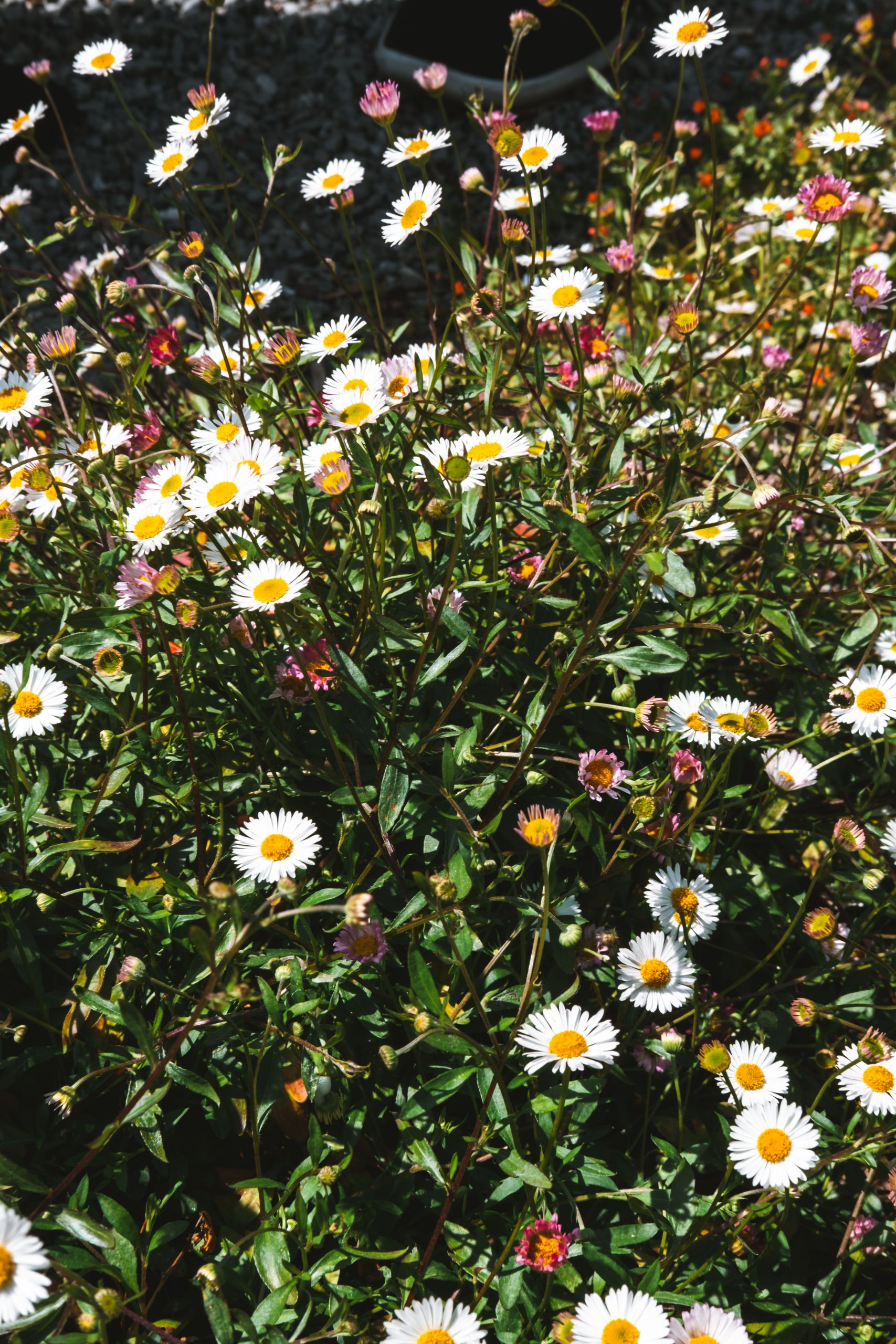 Lovely flowers in bloom during our stay in Devon