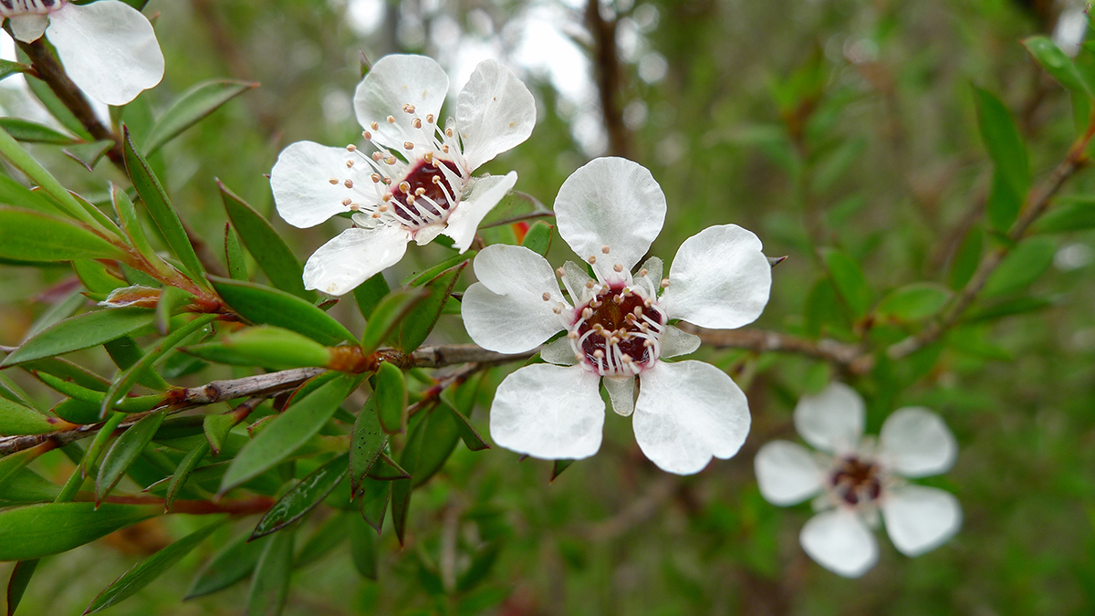 Manuka Tree Queen Charlotte Track