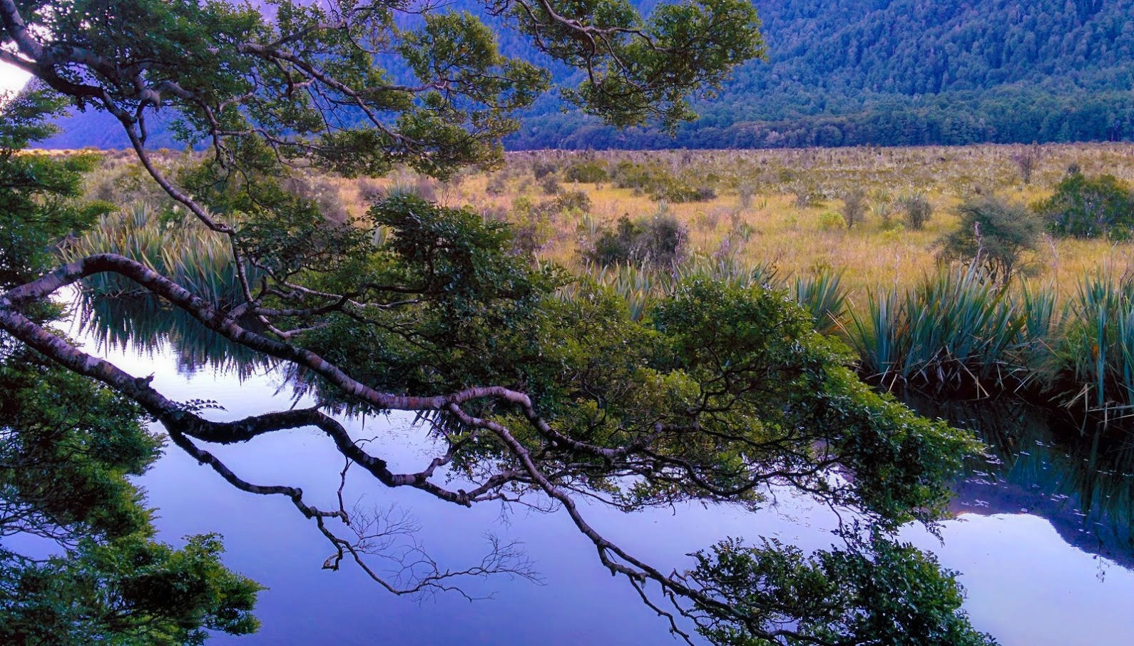 Milford Sound Water